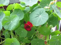 Kapuziner (6).webp