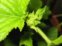 Malve_Stockrose (2).webp