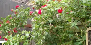 IMGP3259 - 2010-06-12 - lonicara, rose.webp