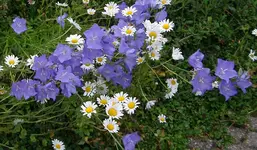 IMGP3253 - 2010-06-11- glockenblume, margeriten.webp