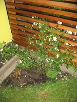 IMG_1006.webp