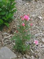 IMG_0987.webp