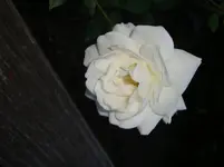 DSC03560.webp