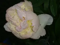 DSC03556.webp