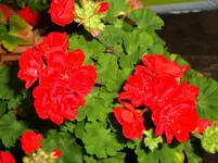 DSC03580.webp