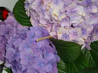 DSC03576.webp