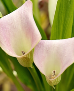 Calla.webp
