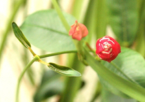 P6125465la72pt.webp