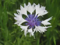 048.webp