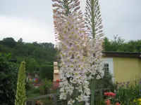 058.webp