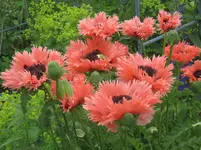 006.webp