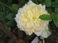 014.webp