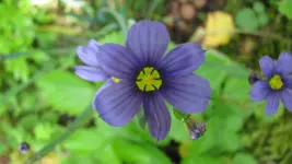 binsenlilie.webp
