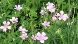 geranium.webp
