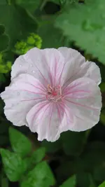 geranium (2).webp