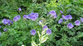 geranium (3).webp