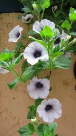 hängepetunie (2).webp