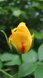 kletterrosegoldengate.webp