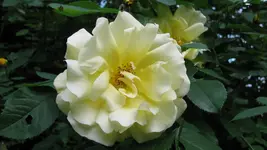 kletterrosegoldengate (3).webp