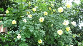 kletterrosegoldengate (4).webp