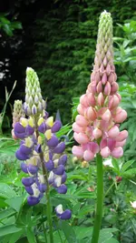 lupinen (3).webp