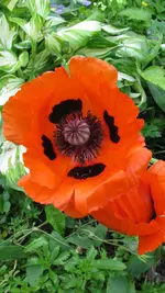 mohn.webp