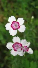 nelkearcticfire.webp