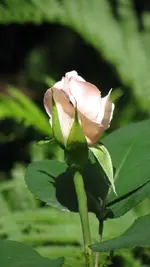 rose (2).webp