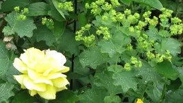 rosefrauenmantel.webp