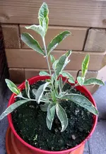 Buddleja Davidii Harlequin von Sabine65.webp