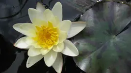 seerosezinkwanne (4).webp