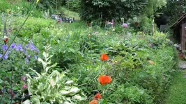 unteresbeet.webp