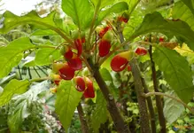 impatiens-niamniamensis-visoflora-6643.webp