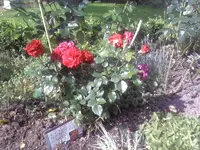 Red_Leonardo.webp