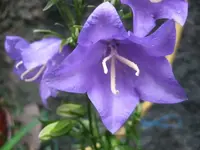 Glockenblume (Campanula).webp