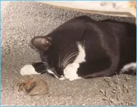 tom_und_jerry.webp