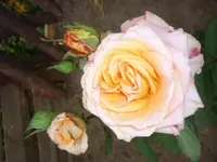 Nahaufnahmen 033.webp
