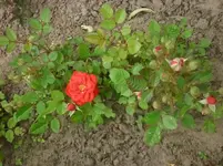 Nahaufnahmen 035.webp