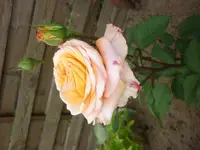 Nahaufnahmen 034.webp