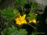 Garten 005.webp