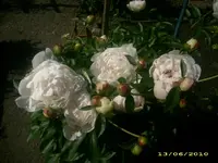 Garten 007.webp
