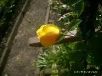Garten 008.webp