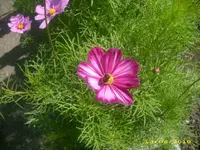 Garten 010.webp