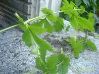 Garten 003.webp