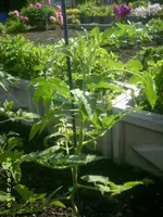 Garten 011.webp