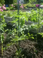 Garten 012.webp