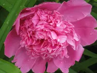 044.webp