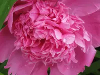 043.webp