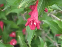 046.webp