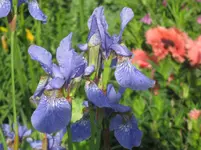 010.webp